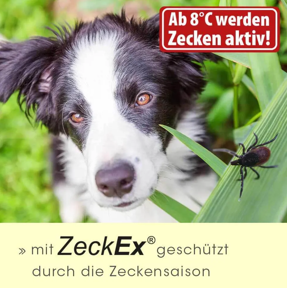 ZeckEx 20 ml